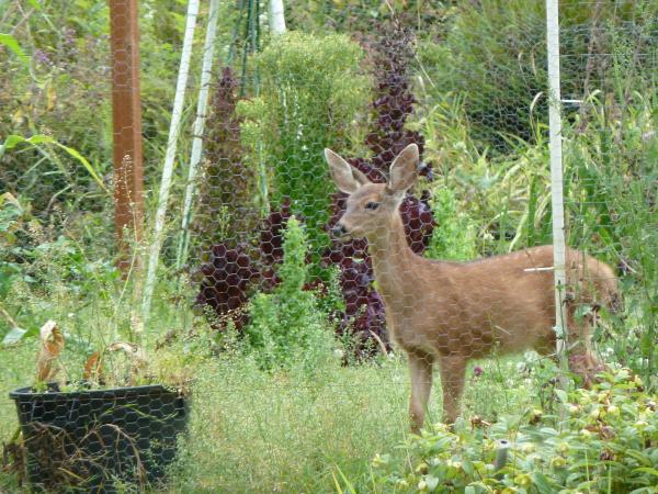tall chain fence with deer on opposite side